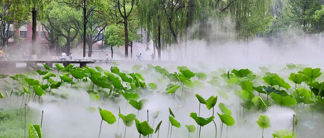 人造霧造景,荷花池