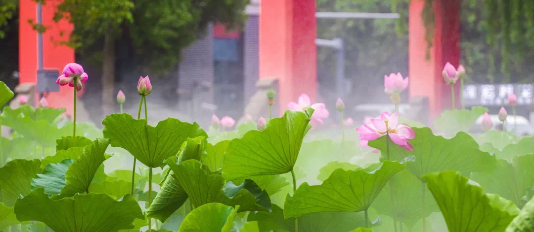 噴霧景觀,人造霧景觀